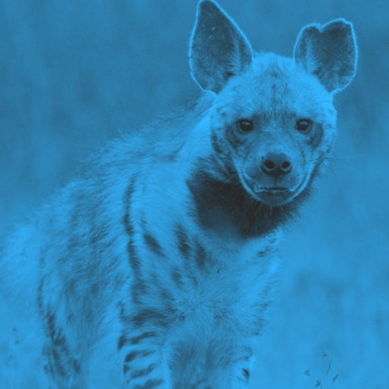 "הסיפור של רותי עדיין לא נגמר"