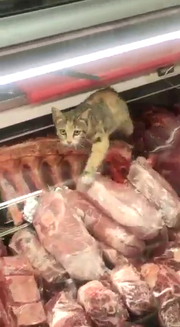 "הלכתי לעשות קניות - פתאום קלטתי חתול מסתובב בין הבשרים"