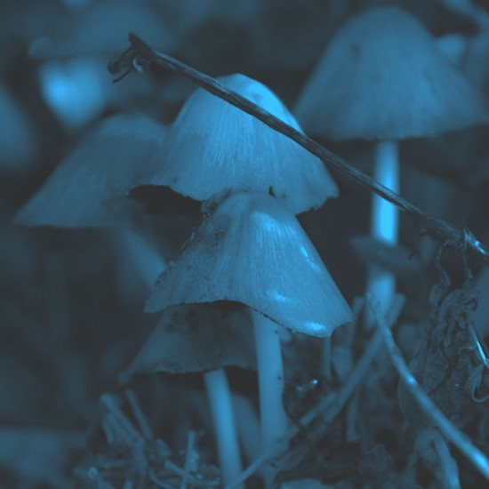 יש לי מושג ירוק פרק 10 | מה הסיפור של פטריות?