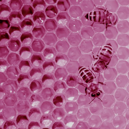 נשמת הכוורת