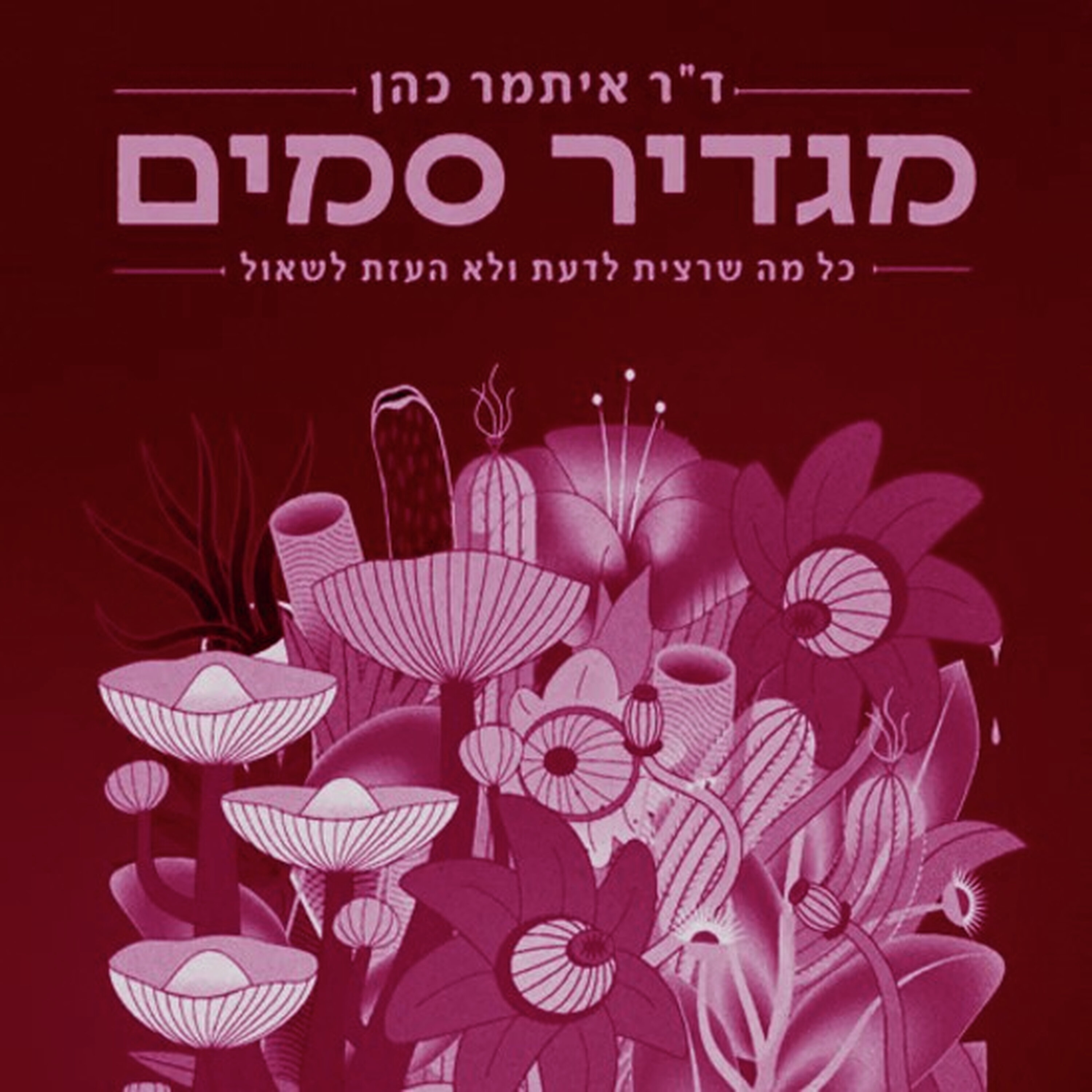 קוק בצהריים