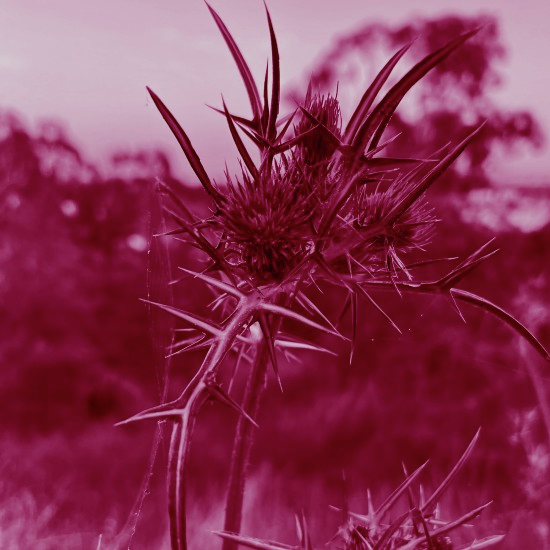 קוץ ודרדר תצמיח לך