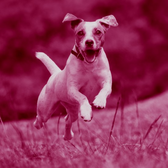 על כלבים ואנשים