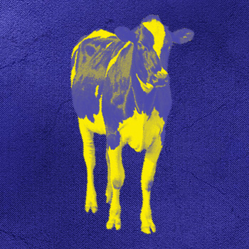 חיות כיס Hayot Kiss cover image
