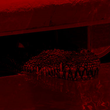 יש תנין בבריכה