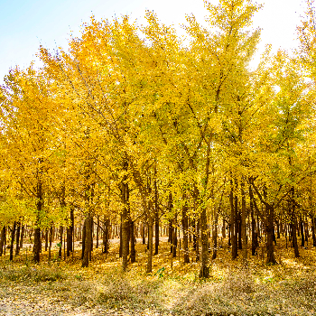 Imagen de La historia del ginkgo biloba, un árbol milenario que crea una alfombra única