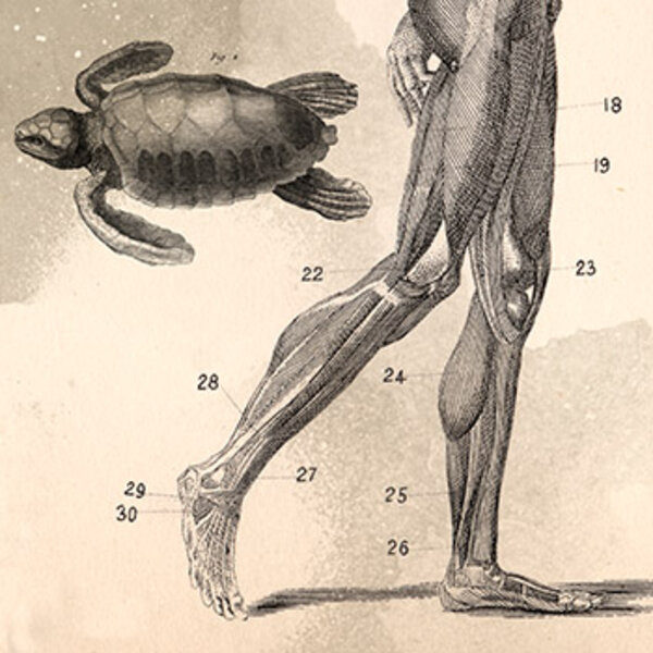 Imagen de T02E28 – La rodilla del señor Arcularis IV