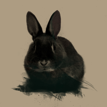 Imagen de T02E37 - Un simple conejo negro
