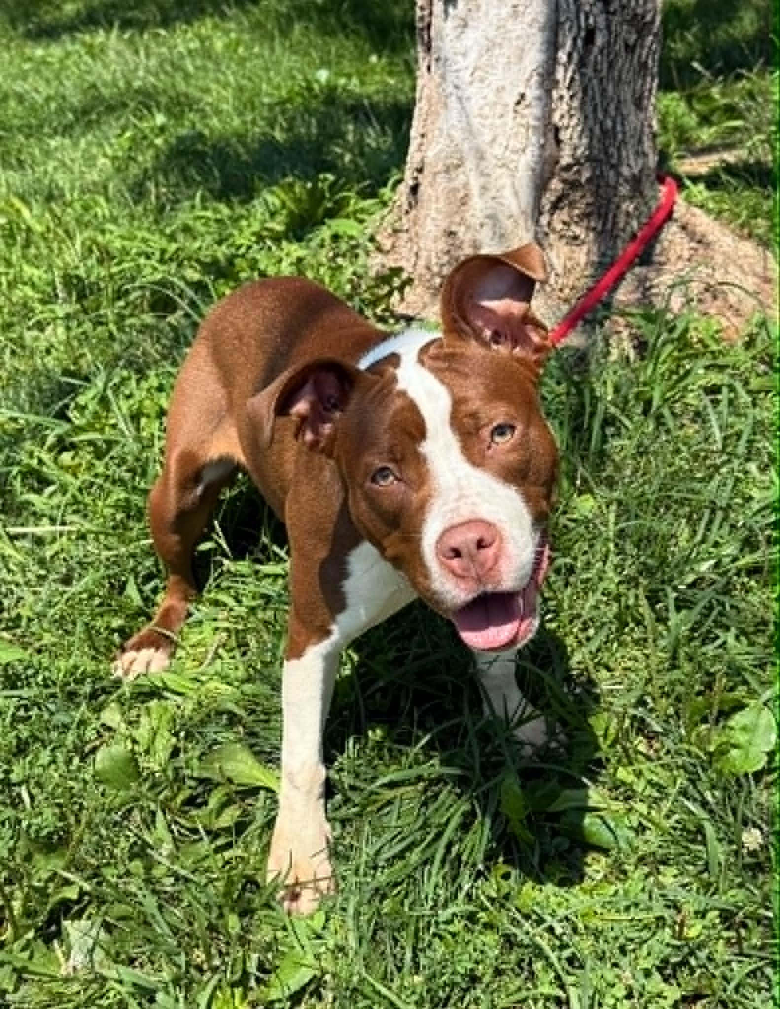 Wet Nose Wednesday : River