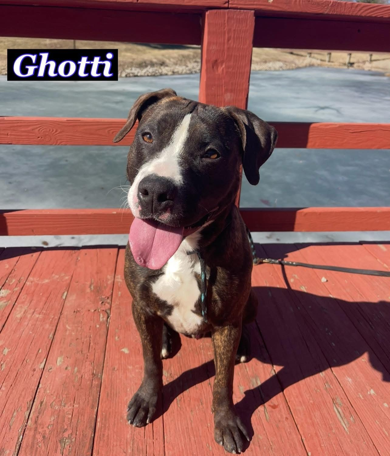 Wet Nose Wednesday : Ghotti