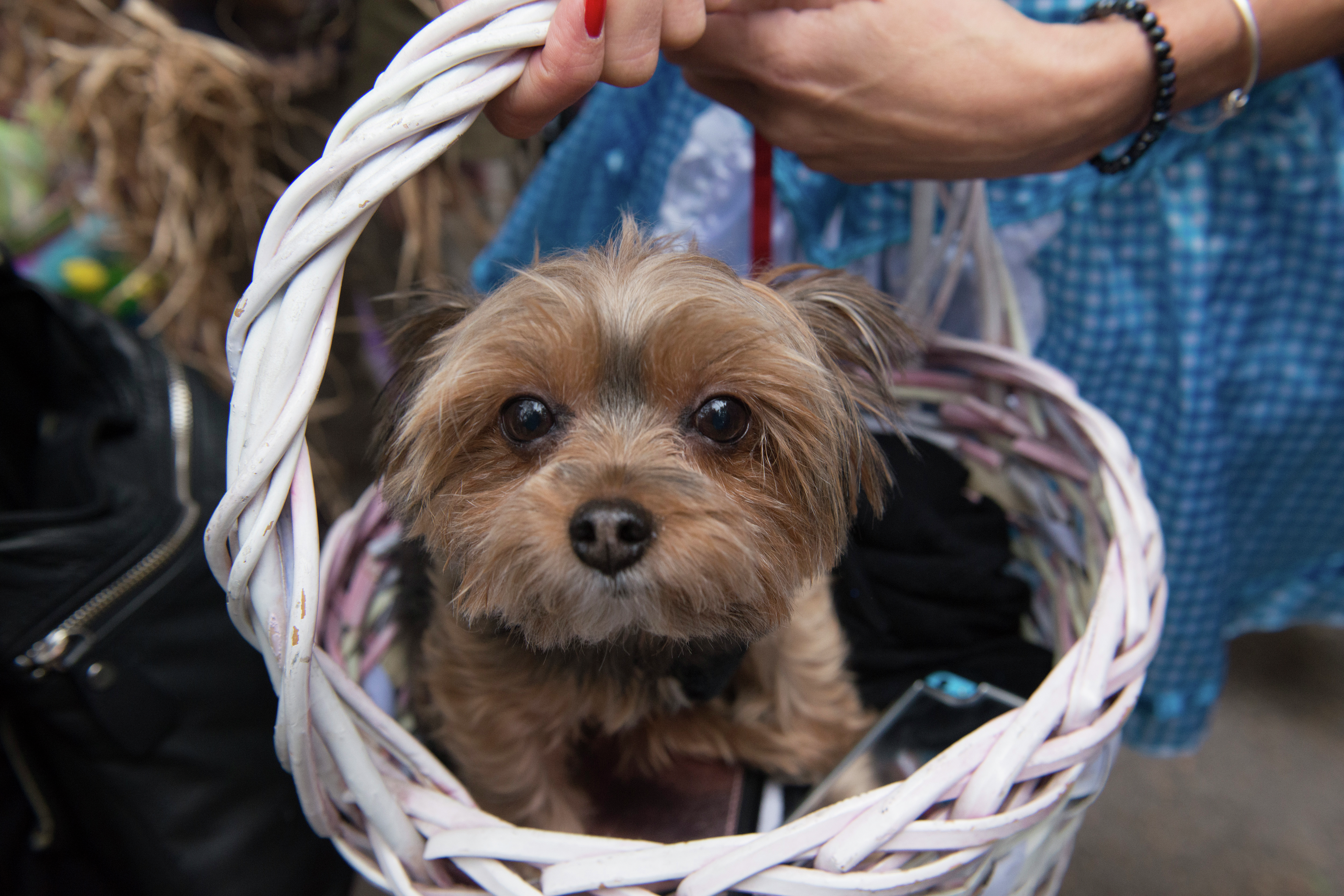 Toto Was A Busy Doggie