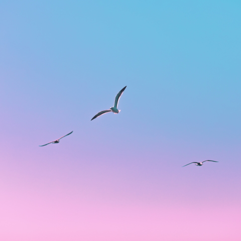 Five Bold Claims of Jesus, Part 4: The Claim to Free the World episode artwork