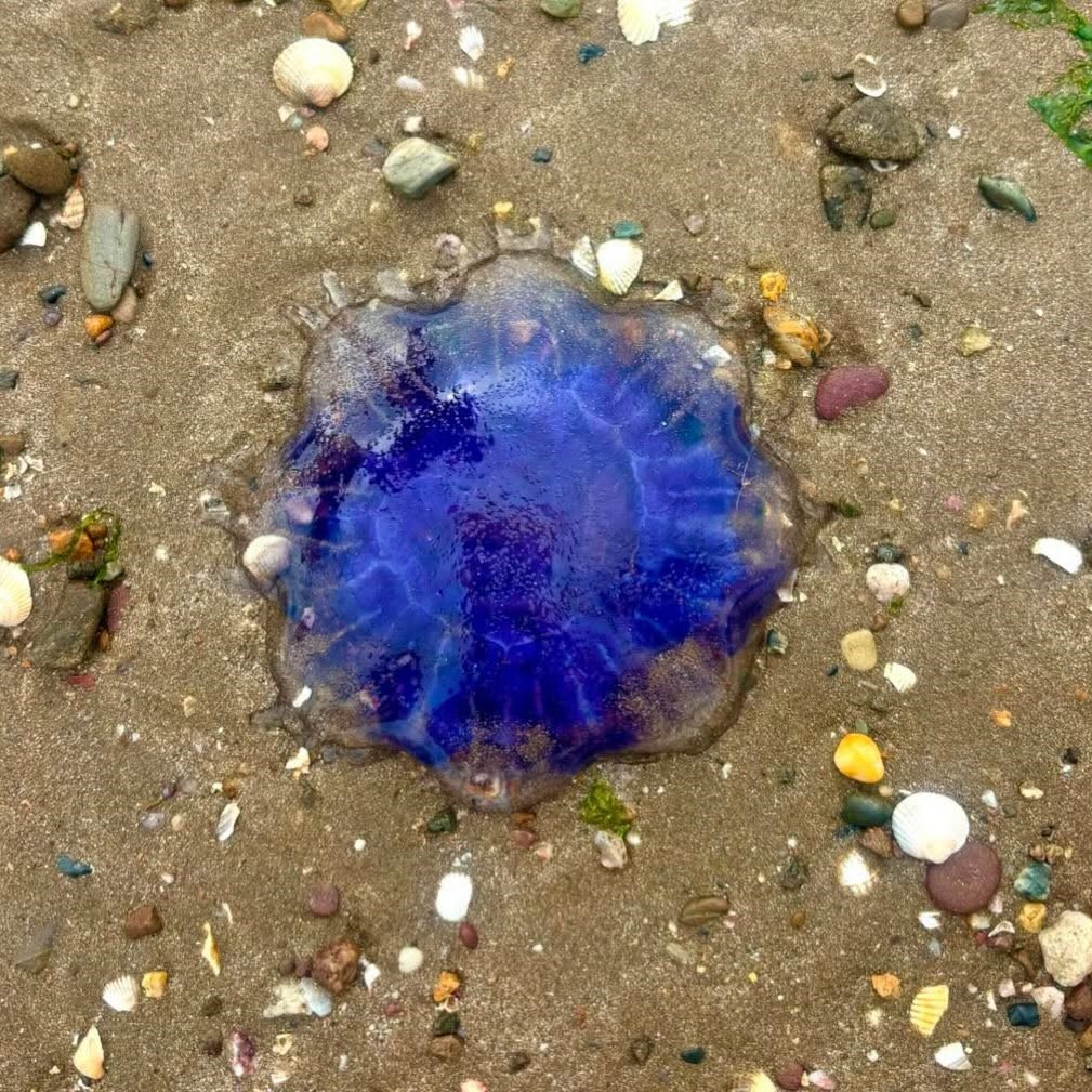 Waterford's coast awash with Jellyfish! episode artwork