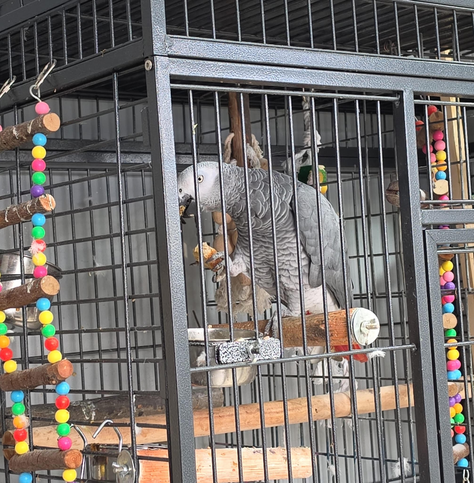 Listen: 'Derby' the African Grey Parrot - missing from Touraneena! episode artwork