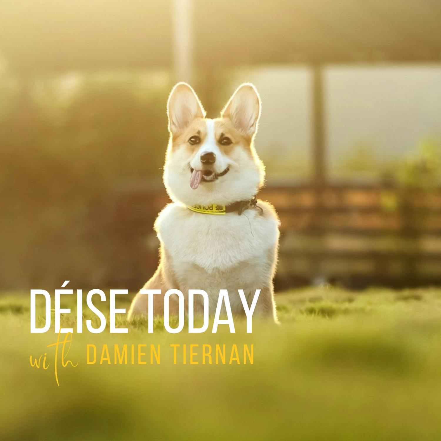 Pet Bereavement Counsellor Ann Marie Troy on navigating the loss of an animal episode artwork