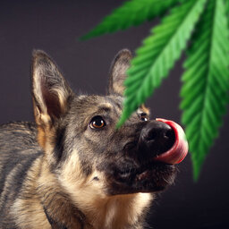 Are pets the next big market for cannabis?