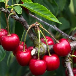加拿大樱桃进军亚洲 在国内反而买不到？