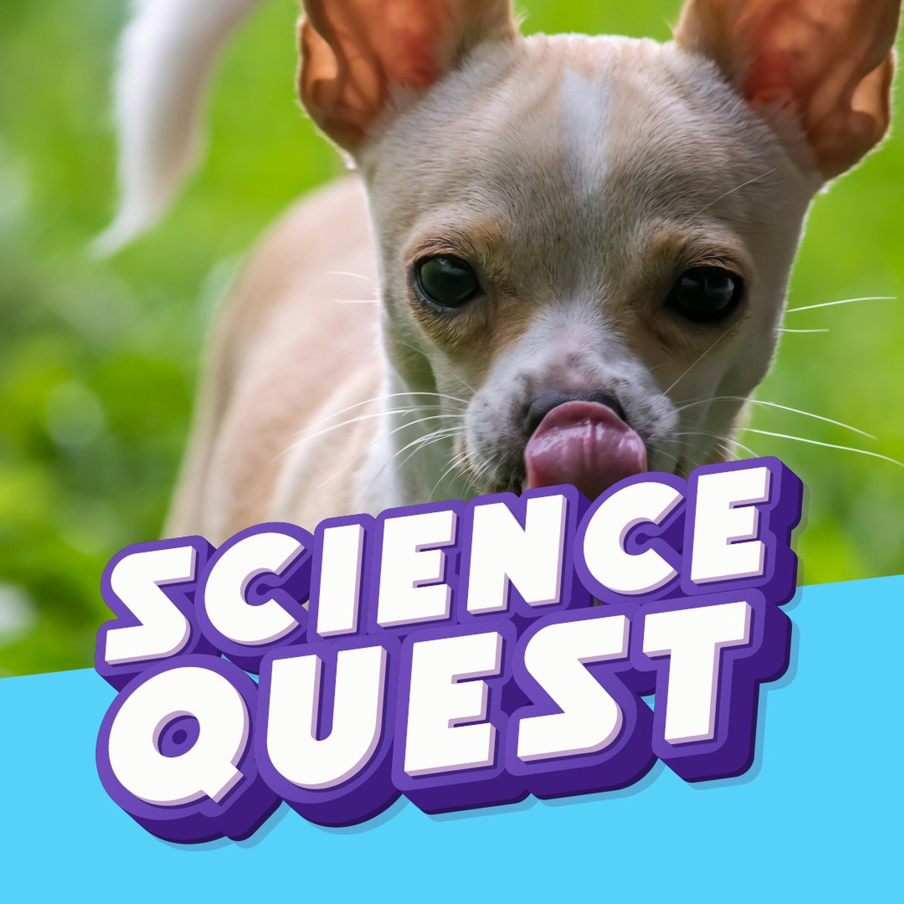 The Chihuahua Discovery: How Tiny Lap Dogs Carry Wild Coyote DNA ๐๐บ