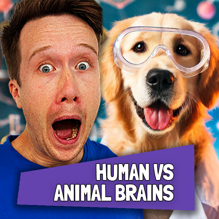 BRAIN BUDDIES: Humans and Animals Compared 🙉🧠