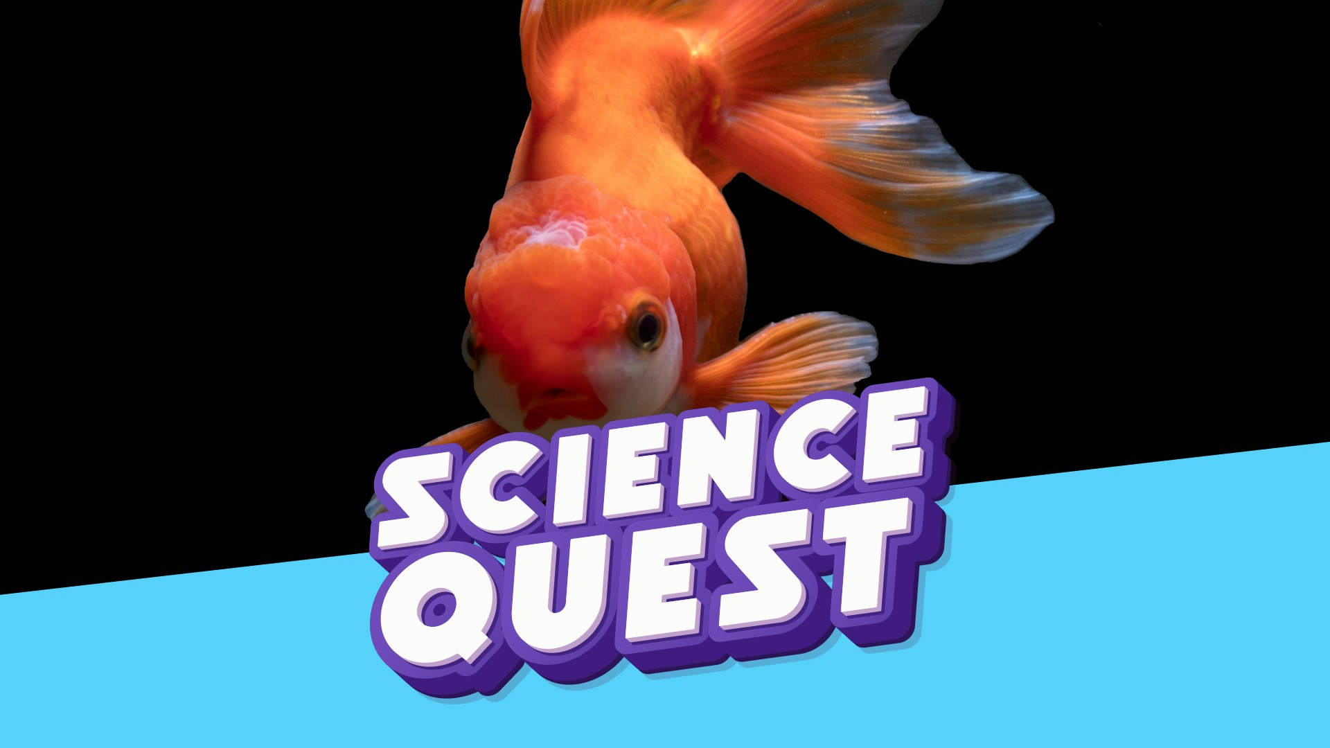 GOLDFISH MYTH: The Truth About Their 3-Second Memory🐠🧠