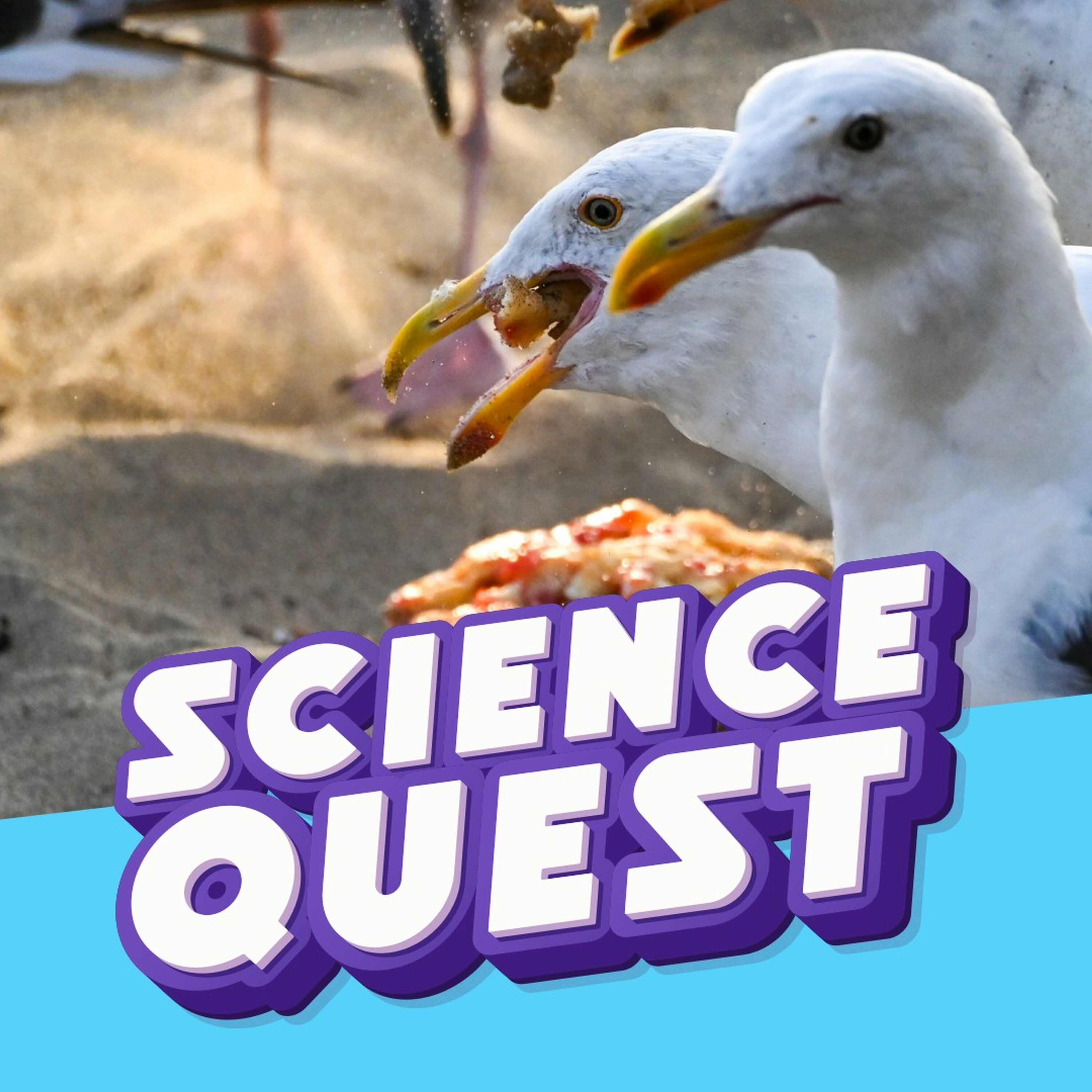 How to Save Your Chips This Summer: Outsmarting Seagulls with Science 🍟👁️ episode artwork