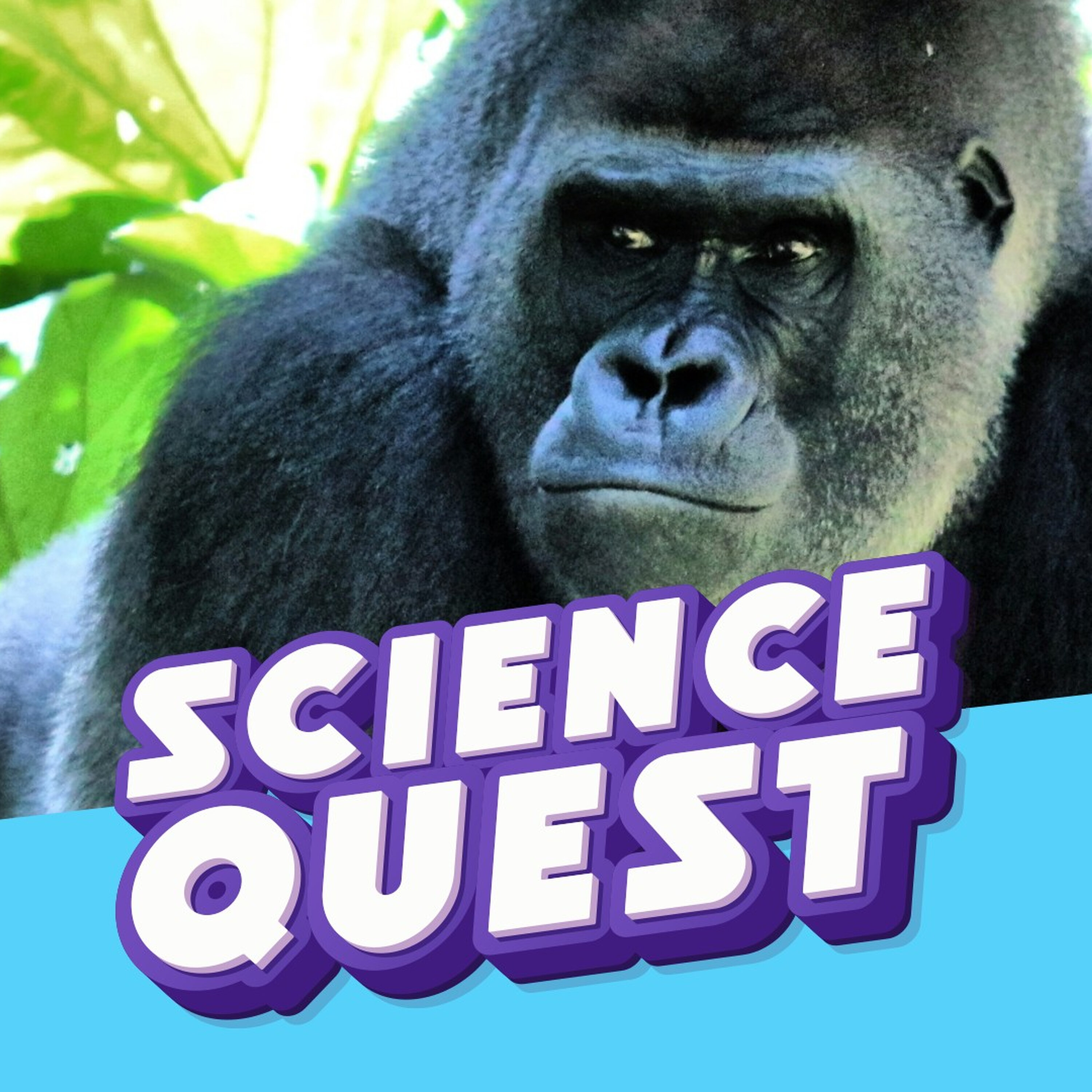 Gorilla Sound Cannons: Why Silverbacks Thump Their Chests ๐ฆ๐ฅ artwork