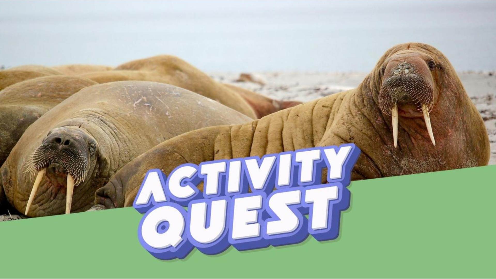 The Curious Tale of the Horniman's Walrus