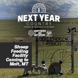 Sheep Feeding Facility Coming to Molt, Montana