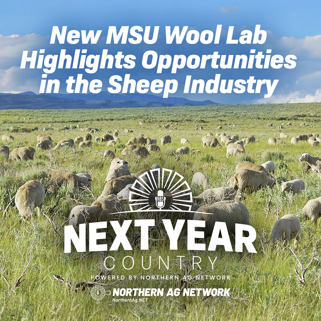 New MSU Wool Lab Highlights Opportunities in the Sheep Industry
