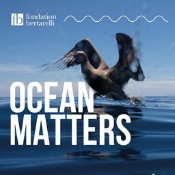 Seabirds – Our important ocean voyagers