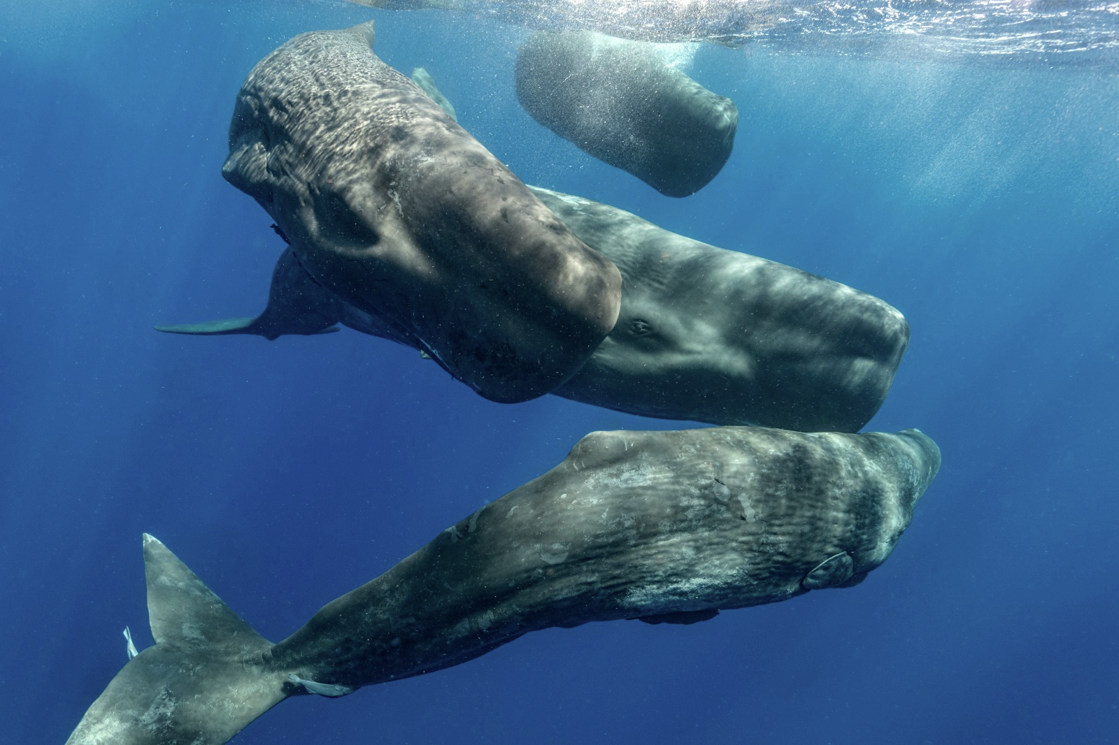 איך לדבר עם לוויתן