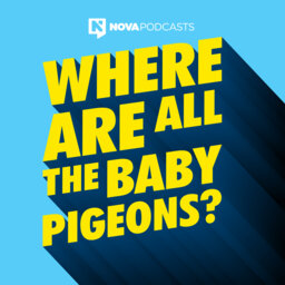 Where Are All The Baby Pigeons... Coming Soon