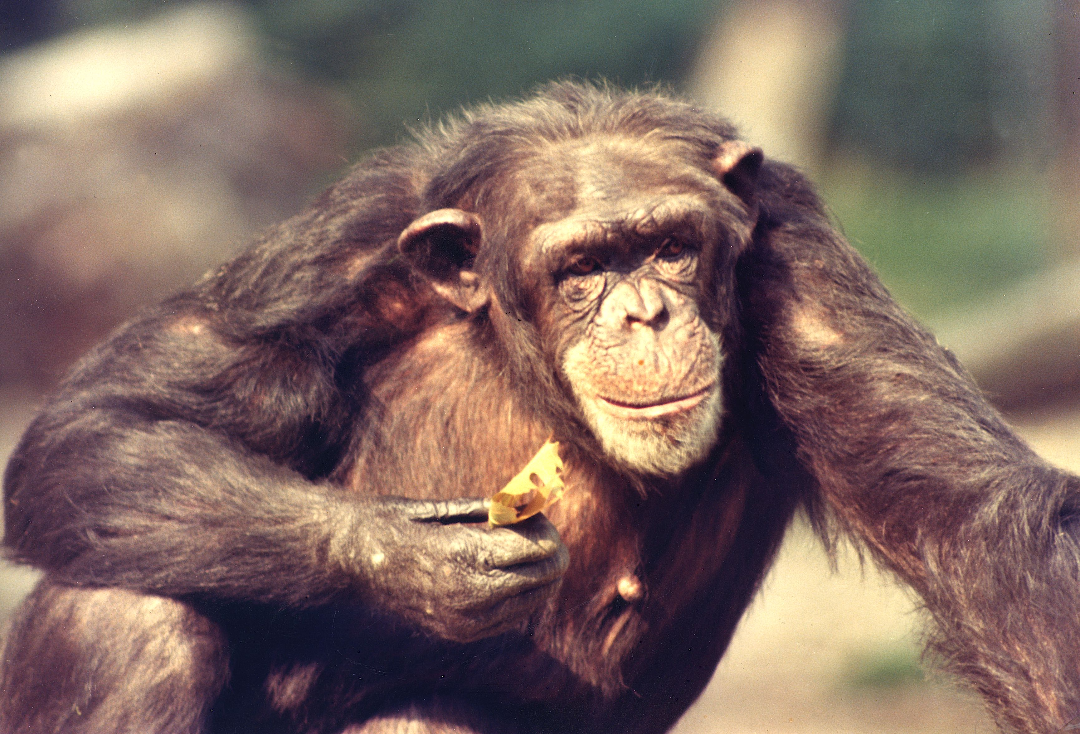 Luisterverhaal: Hoe dieren elkaar ‘medisch’ behandelen