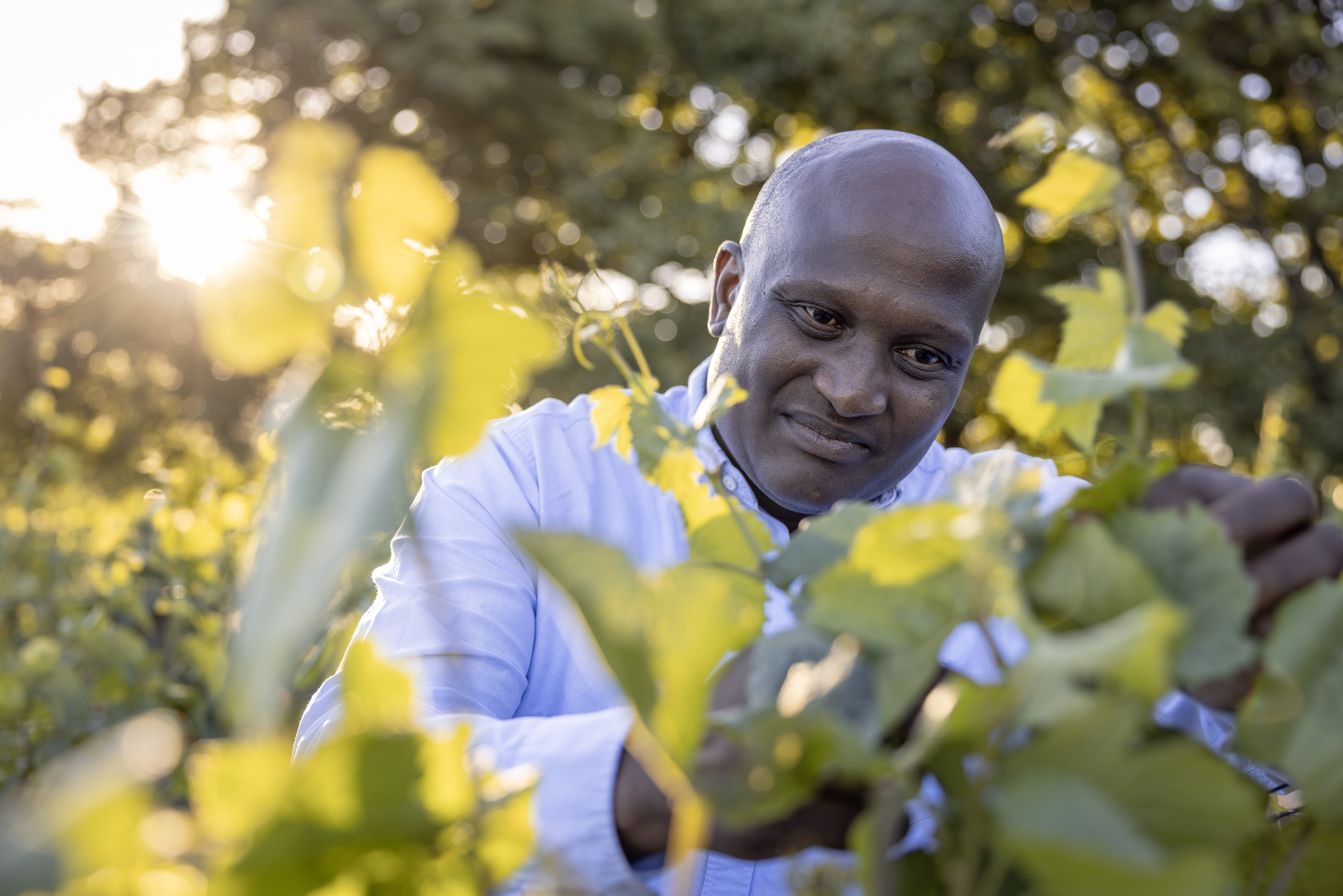 [Luisterverhaal] Meer zwarte wijnboeren in Zuid-Afrika, maar apartheid blijft zichtbaar