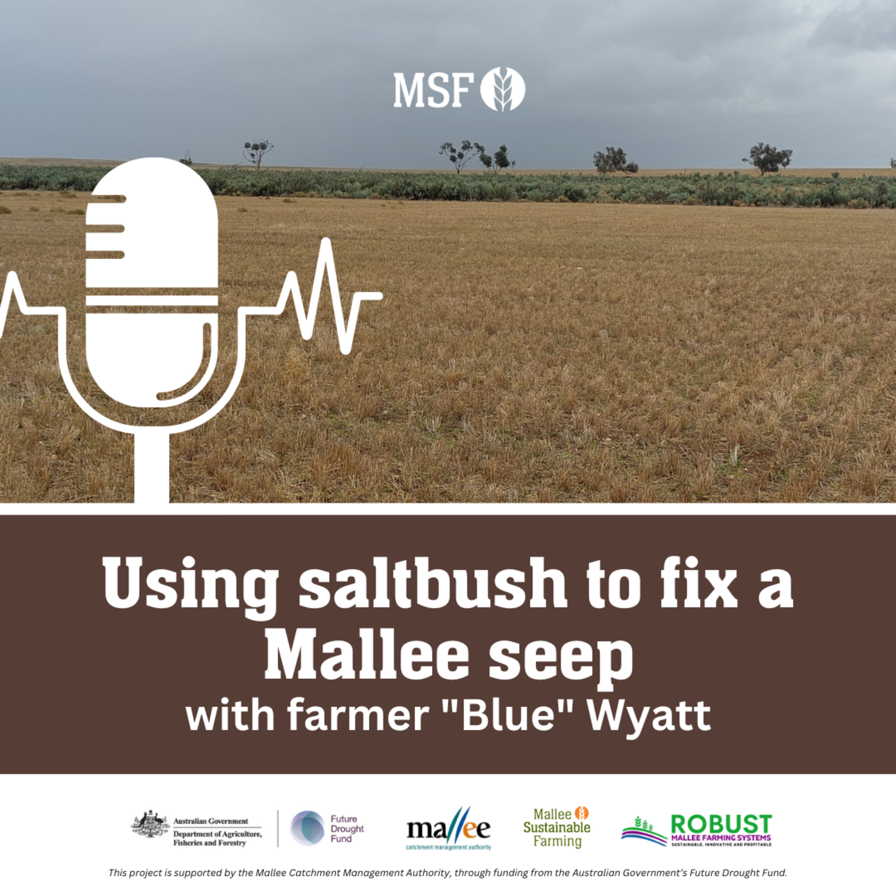 Blue Wyatt, using saltbush to fix a mallee seep