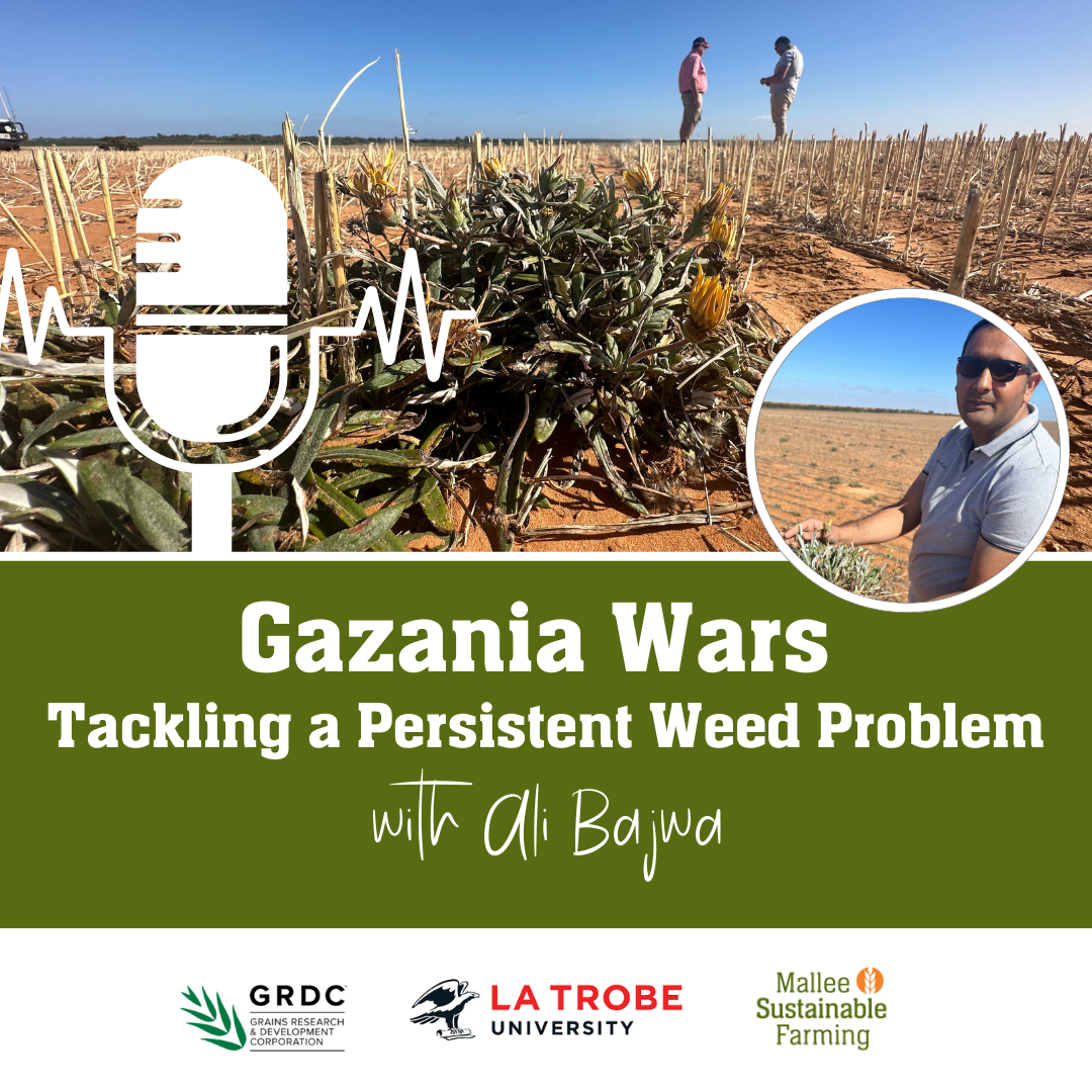 Gazania Wars - Tackling a persistent weed problem
