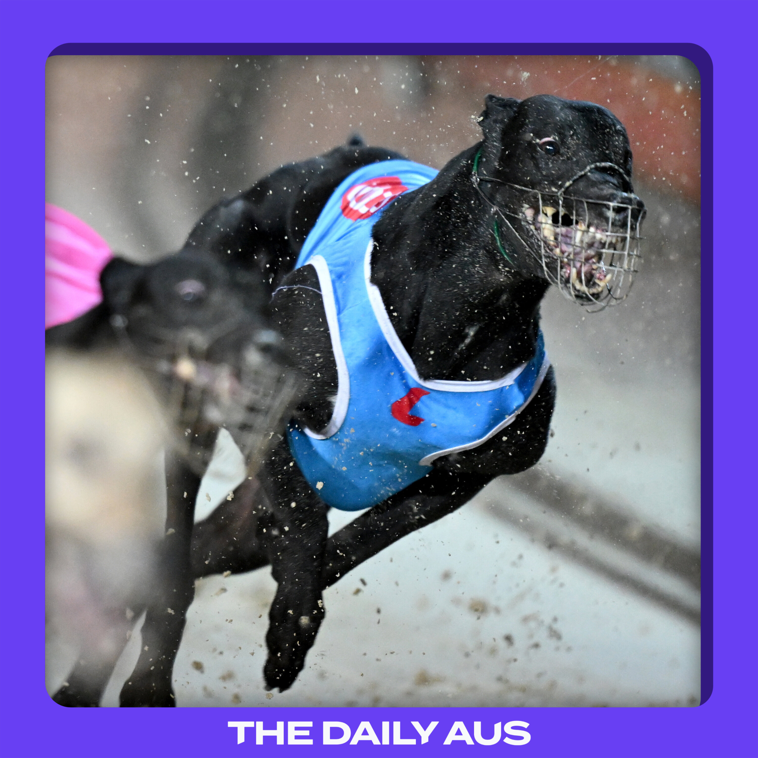 The demise of greyhound racing episode artwork