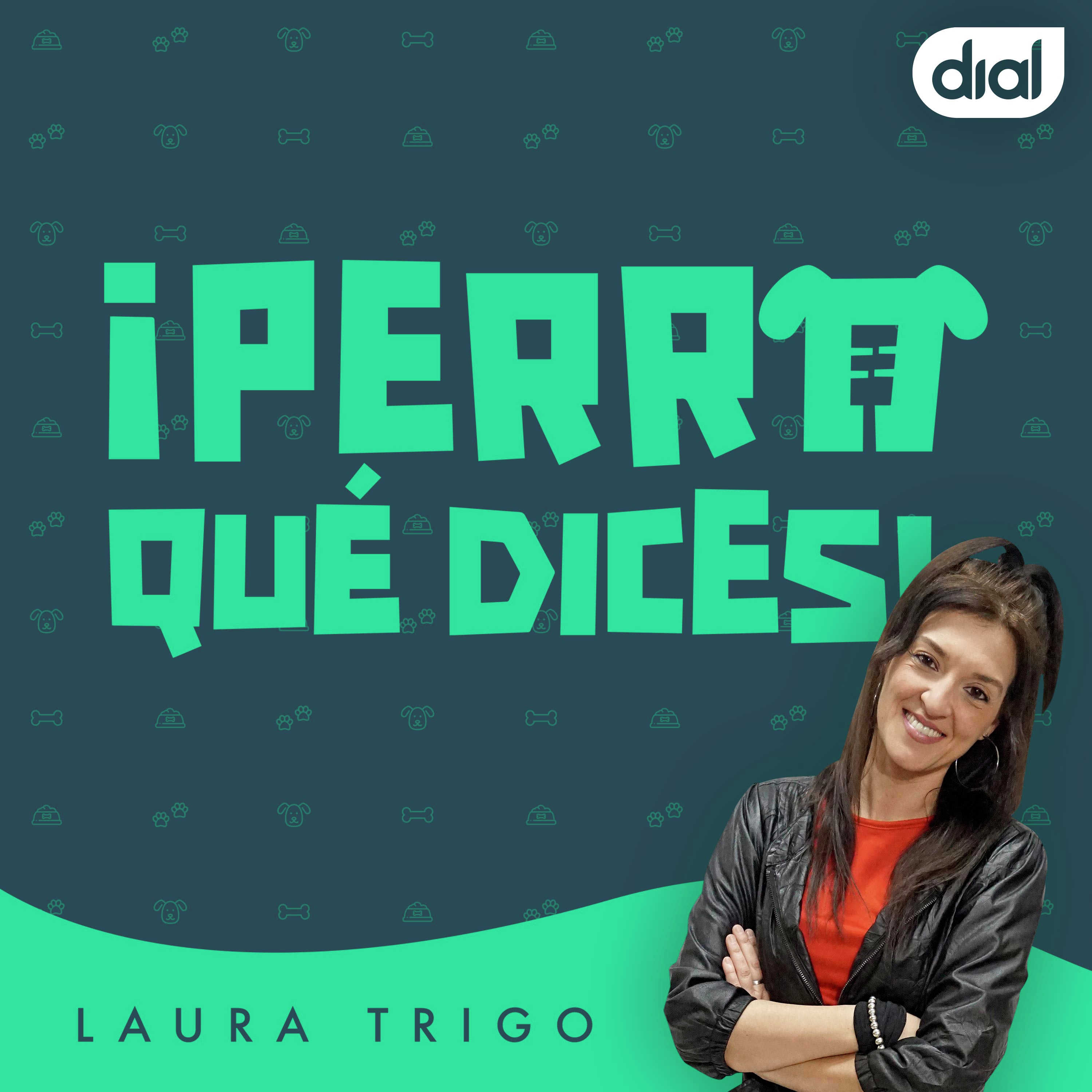 Imagen de Significados de la pata delantera levantada