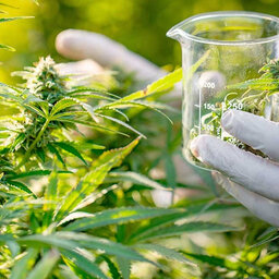 Informe sobre Cannabis Medicinal, en Hagamos Algo Con Esto