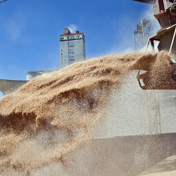 "De 35 mil productores de trigo, 4000 producen el 85%", Pablo Paillole