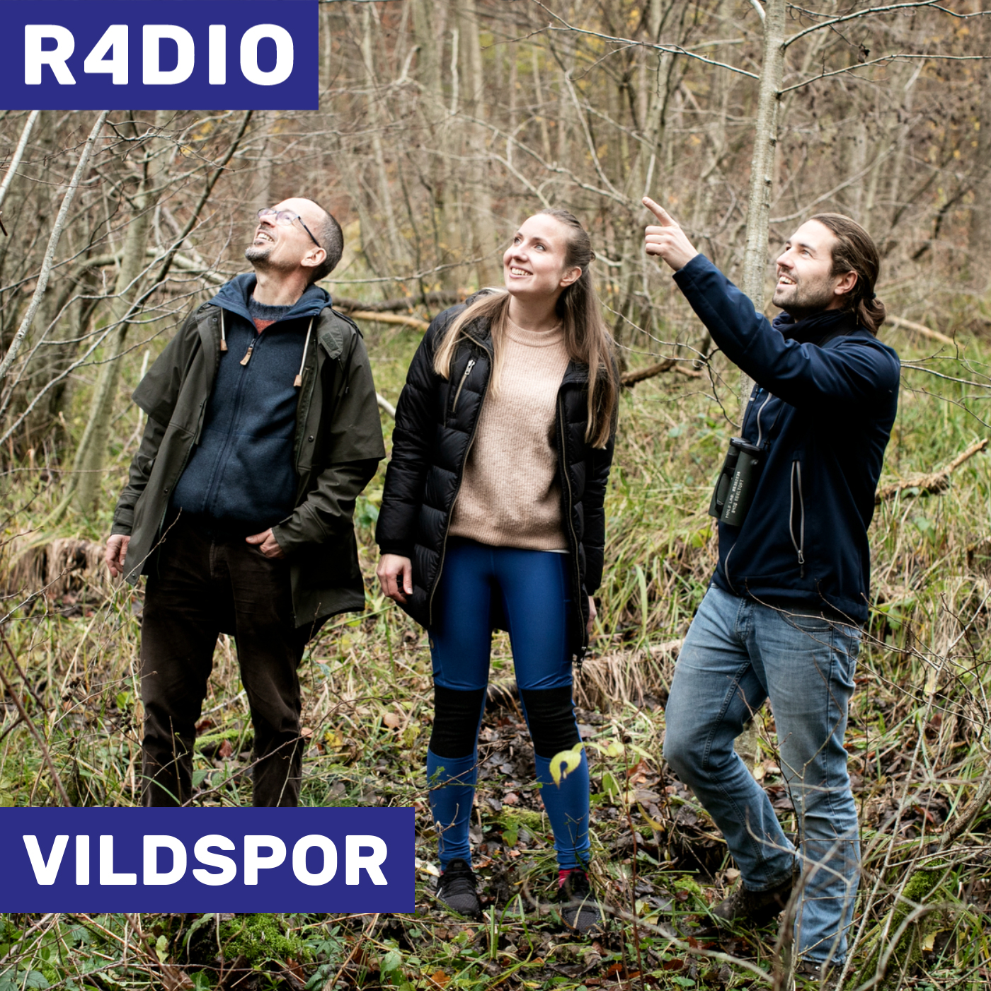 Vildspor