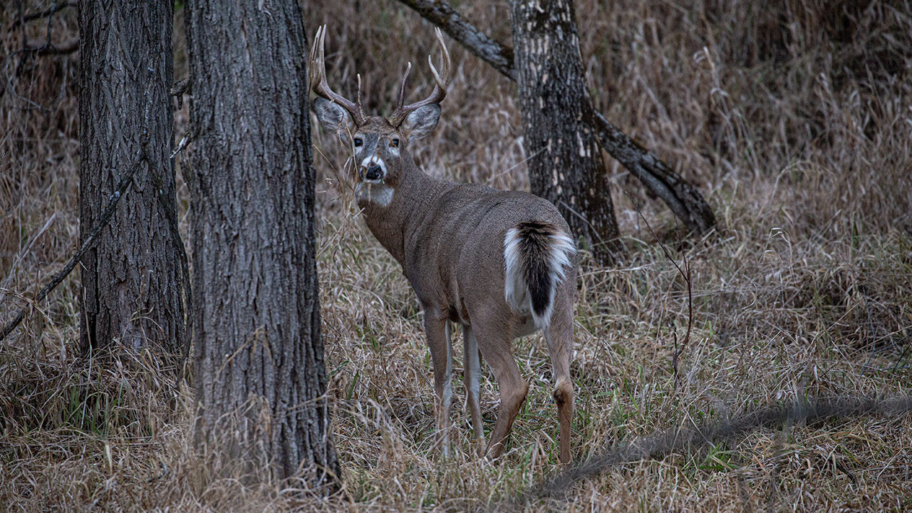Deer Hunting Preview