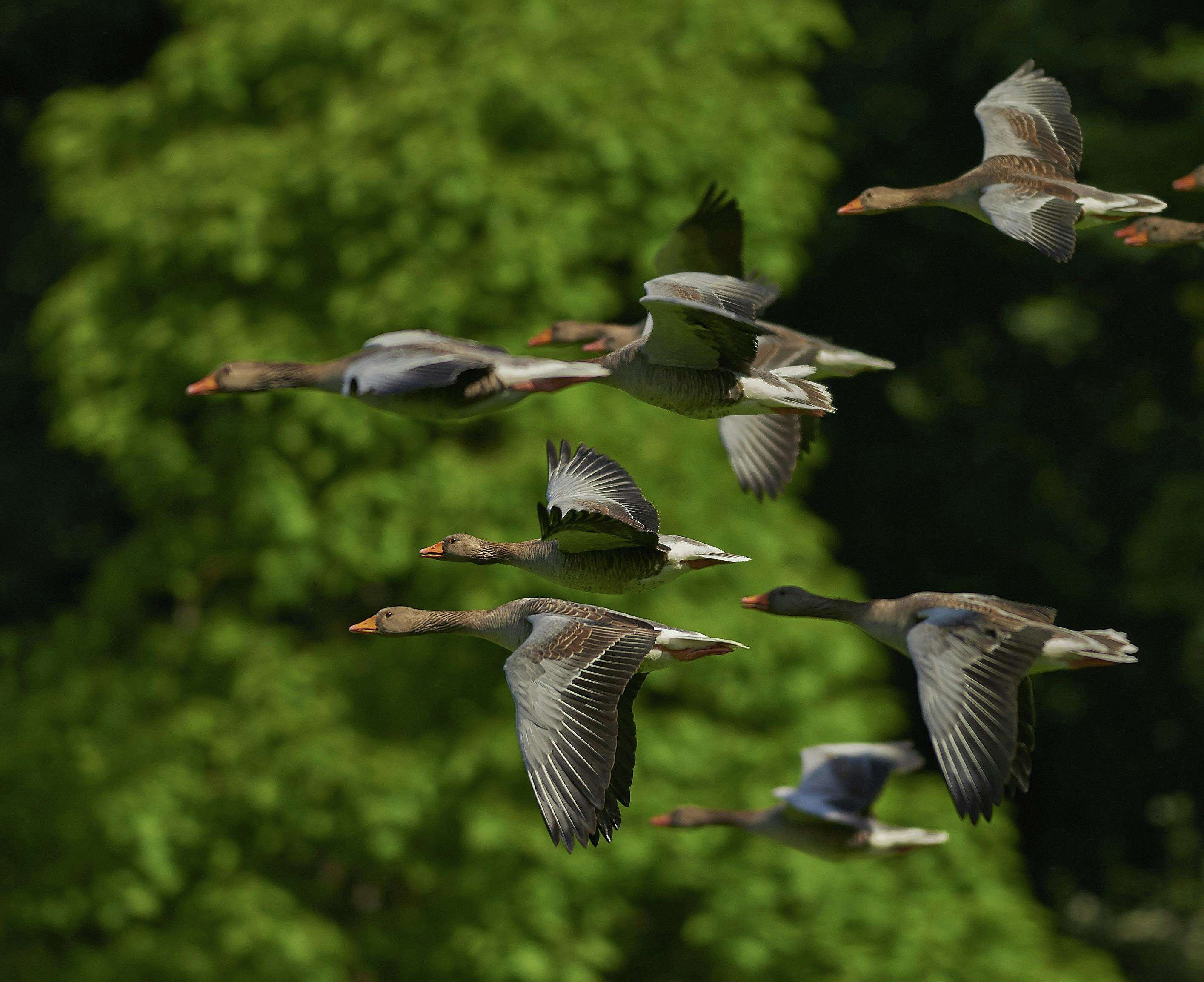 Waterfowl Survey