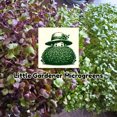 Tiny Greens, Big Flavor: Exploring the World of Microgreens with Little Gardener Microgreens episode artwork