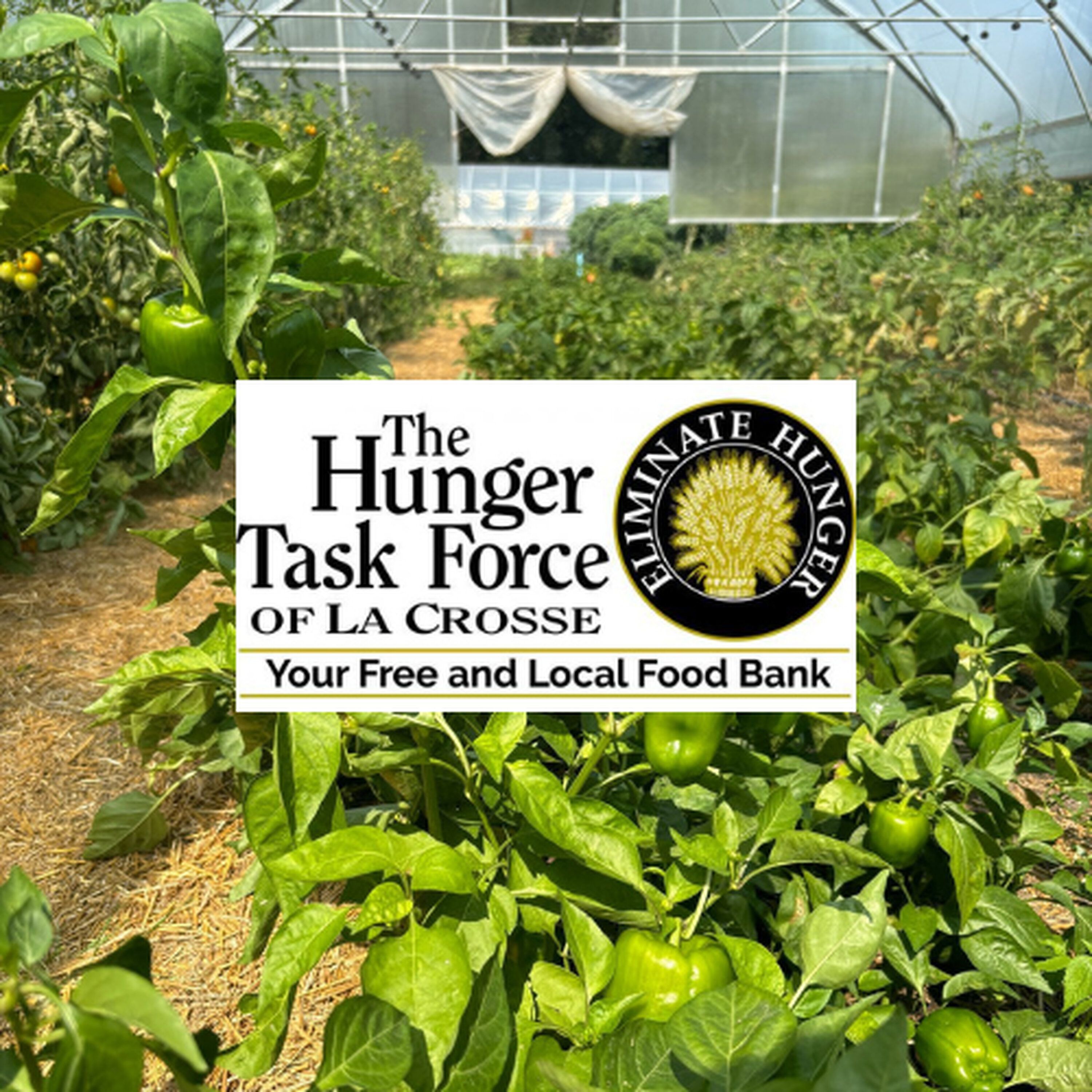 Harvesting Hope: Community Gardening, Volunteering, and Sustainable Living with Dylan episode artwork