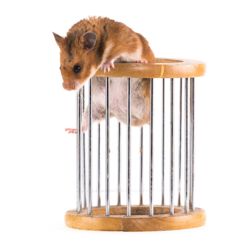 Woman stuffs hamster as stripper?! episode artwork