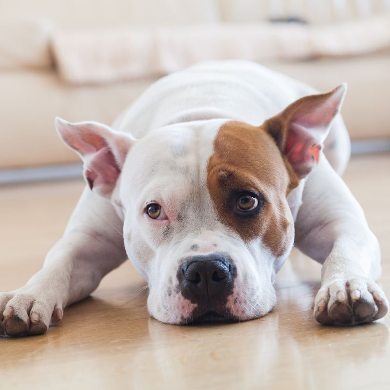 Dog Moms need flex work, too episode artwork