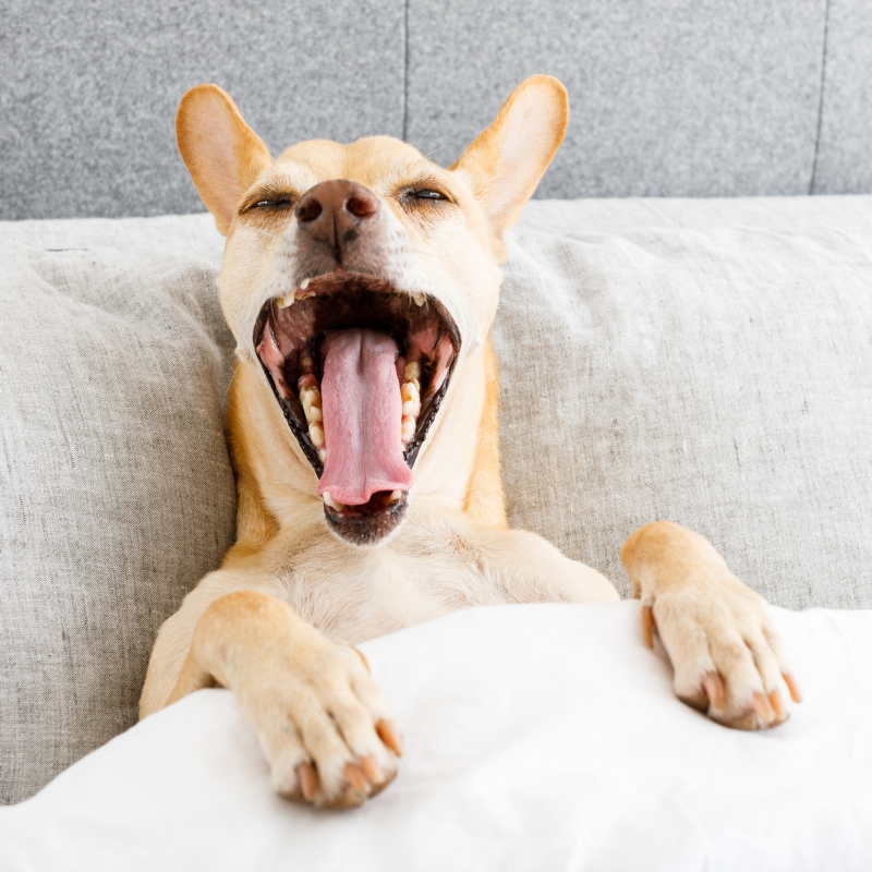 Ever Wake up to a strange dog in your bed? episode artwork