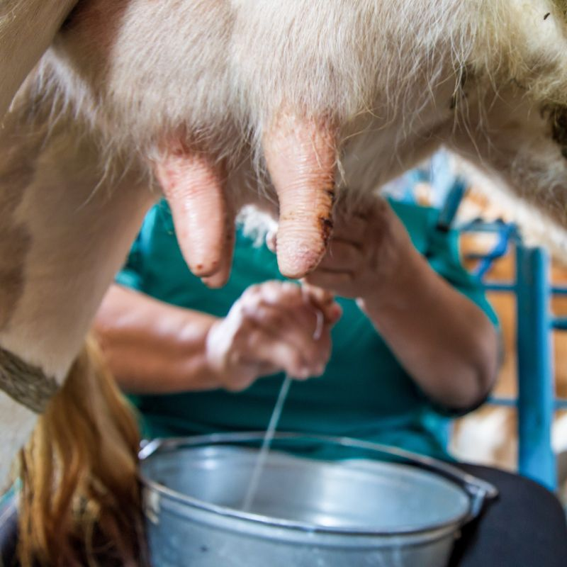 Listening to Z93 makes cows produce more milk? episode artwork