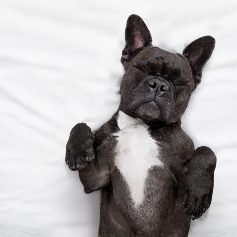 What does your dog's sleep position mean? episode artwork